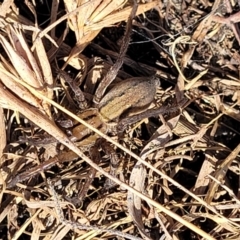 Miturga sp. (genus) at Dry Plain, NSW - 25 Sep 2022 01:05 PM