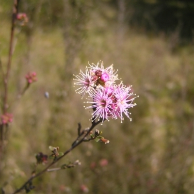 Kunzea parvifolia (Violet Kunzea) at Kambah, ACT - 25 Sep 2022 by MatthewFrawley