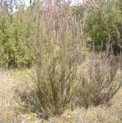 Kunzea parvifolia at Kambah, ACT - 25 Sep 2022