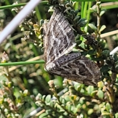 Selidosema leucoplecta (Intricate Bark Moth) at Dry Plain, NSW - 25 Sep 2022 by trevorpreston