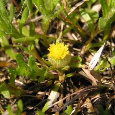 Triptilodiscus pygmaeus (Annual Daisy) at Mount Taylor - 25 Sep 2022 by MatthewFrawley