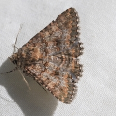 Praxis marmarinopa (owlet moth) at Higgins, ACT - 25 Sep 2022 by AlisonMilton