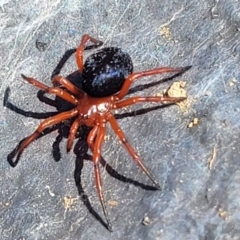 Nicodamidae (family) (Red and Black Spider) at Top Hut TSR - 25 Sep 2022 by trevorpreston