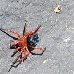 Nicodamidae (family) at Dry Plain, NSW - 25 Sep 2022 12:48 PM