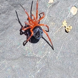 Nicodamidae (family) at Dry Plain, NSW - 25 Sep 2022 12:48 PM