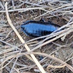 Platyzosteria sp. (genus) (Litter runner cockroach) at Top Hut TSR - 25 Sep 2022 by trevorpreston