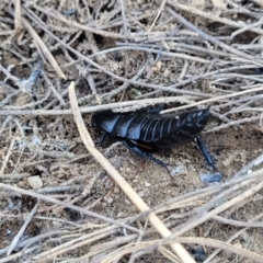 Platyzosteria sp. (genus) at Dry Plain, NSW - 25 Sep 2022