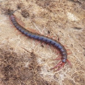 Scolopendromorpha (order) at Dry Plain, NSW - 25 Sep 2022 12:45 PM