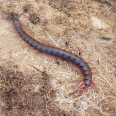 Scolopendromorpha (order) (A centipede) at Top Hut TSR - 25 Sep 2022 by trevorpreston