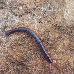 Scolopendromorpha (order) at Dry Plain, NSW - 25 Sep 2022 12:45 PM