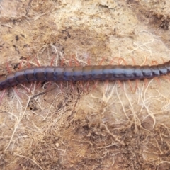 Scolopendromorpha (order) at Dry Plain, NSW - 25 Sep 2022