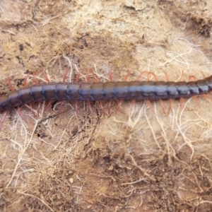 Scolopendromorpha (order) at Dry Plain, NSW - 25 Sep 2022