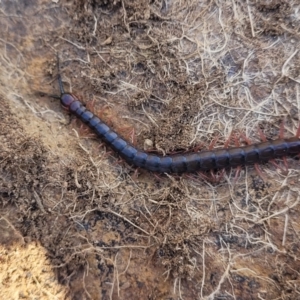 Scolopendromorpha (order) at Dry Plain, NSW - 25 Sep 2022 12:45 PM