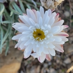 Leucochrysum albicans subsp. tricolor (Hoary Sunray) at Top Hut TSR - 25 Sep 2022 by trevorpreston