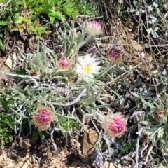 Leucochrysum albicans subsp. tricolor at Dry Plain, NSW - 25 Sep 2022 12:44 PM