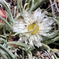 Leucochrysum albicans subsp. tricolor at Dry Plain, NSW - 25 Sep 2022 12:44 PM