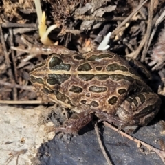 Limnodynastes tasmaniensis (Spotted Grass Frog) at Top Hut TSR - 25 Sep 2022 by trevorpreston