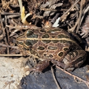 Limnodynastes tasmaniensis at Dry Plain, NSW - 25 Sep 2022