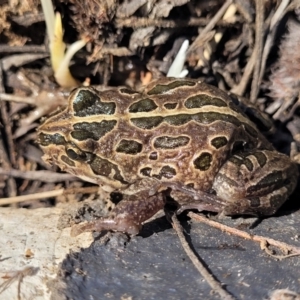 Limnodynastes tasmaniensis at Dry Plain, NSW - 25 Sep 2022 12:42 PM