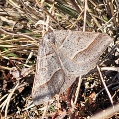 Antasia flavicapitata (Yellow-headed Heath Moth (Oenochrominae)) at Dry Plain, NSW - 25 Sep 2022 by trevorpreston