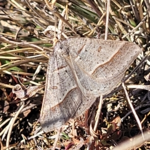 Antasia flavicapitata at Dry Plain, NSW - 25 Sep 2022