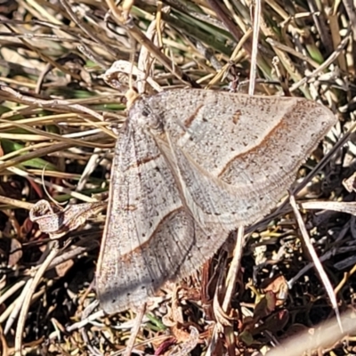 Antasia flavicapitata (Yellow-headed Heath Moth (Oenochrominae)) at Dry Plain, NSW - 25 Sep 2022 by trevorpreston