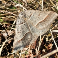 Antasia flavicapitata at Dry Plain, NSW - 25 Sep 2022