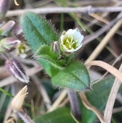 Stellaria media (Common Chickweed) at Top Hut TSR - 25 Sep 2022 by trevorpreston