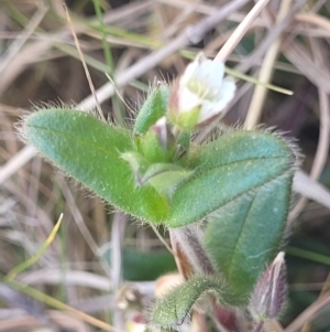 Stellaria media at Dry Plain, NSW - 25 Sep 2022 12:30 PM