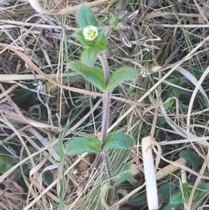 Stellaria media at Dry Plain, NSW - 25 Sep 2022