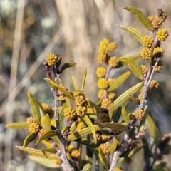 Acacia siculiformis (Dagger Wattle) at Top Hut TSR - 25 Sep 2022 by trevorpreston