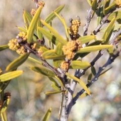 Acacia siculiformis at Dry Plain, NSW - 25 Sep 2022