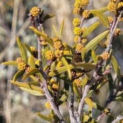 Acacia siculiformis at Dry Plain, NSW - 25 Sep 2022