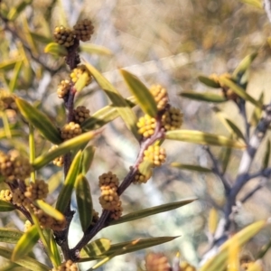 Acacia siculiformis at Dry Plain, NSW - 25 Sep 2022