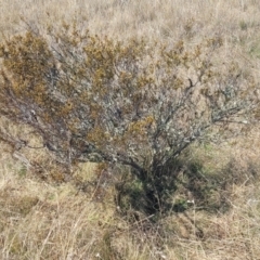 Acacia siculiformis at Dry Plain, NSW - 25 Sep 2022