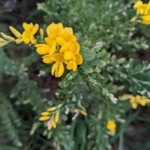 Genista monspessulana at Kambah, ACT - 25 Sep 2022 05:57 PM