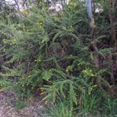 Genista monspessulana at Kambah, ACT - 25 Sep 2022 05:57 PM