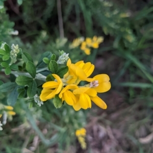 Genista monspessulana at Kambah, ACT - 25 Sep 2022 05:57 PM