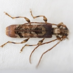 Tessaromma undatum at Higgins, ACT - 25 Sep 2022 02:37 PM