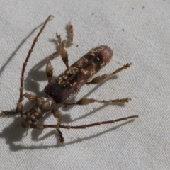 Tessaromma undatum at Higgins, ACT - 25 Sep 2022 02:37 PM