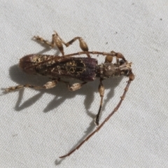 Tessaromma undatum at Higgins, ACT - 25 Sep 2022 02:37 PM