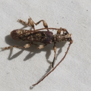 Tessaromma undatum at Higgins, ACT - 25 Sep 2022 02:37 PM