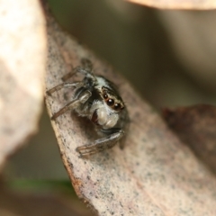 Hypoblemum scutulatum (A jumping spider) at Murrumbateman, NSW - 25 Sep 2022 by amiessmacro