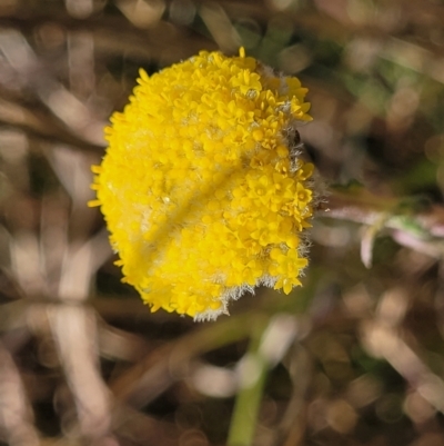 Craspedia variabilis (Common Billy Buttons) at Top Hut TSR - 25 Sep 2022 by trevorpreston