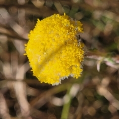 Craspedia variabilis (Billy Button) at Dry Plain, NSW - 25 Sep 2022 by trevorpreston