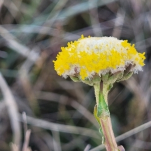 Craspedia variabilis at Dry Plain, NSW - 25 Sep 2022