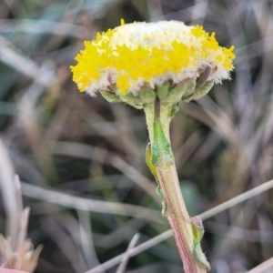 Craspedia variabilis at Dry Plain, NSW - 25 Sep 2022