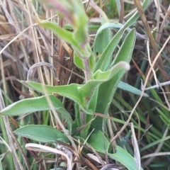 Craspedia variabilis at Dry Plain, NSW - 25 Sep 2022