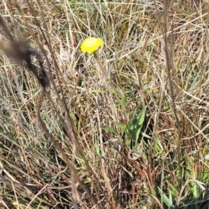 Craspedia variabilis at Dry Plain, NSW - 25 Sep 2022