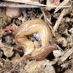 Fletchamia quinquelineata (Five-striped flatworm) at Top Hut TSR - 25 Sep 2022 by trevorpreston